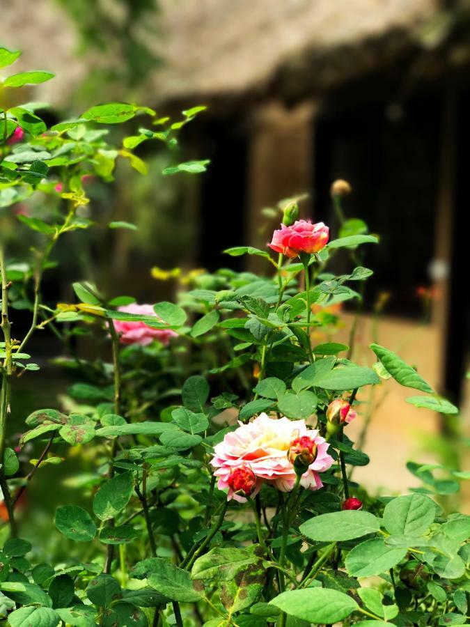 May Homestay - Tam Coc Local Village Ninh Binh Eksteriør bilde